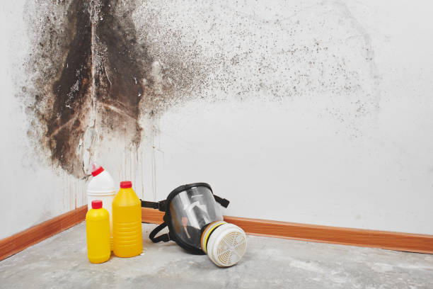 Best Attic Mold Removal  in Wellington, CO