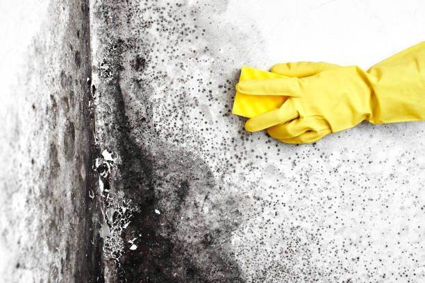 Best Mold Removal Company Near Me  in Wellington, CO