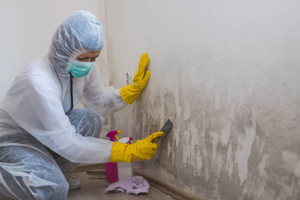 Best Mold Remediation  in Wellington, CO