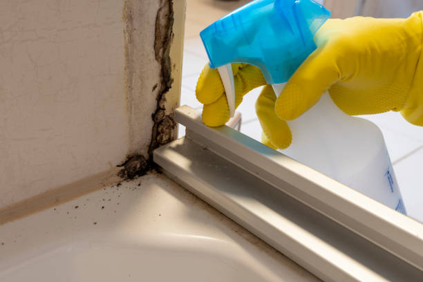 Best Emergency Mold Removal  in Wellington, CO