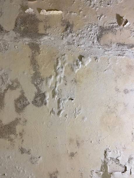 Best Affordable Mold Removal  in Wellington, CO
