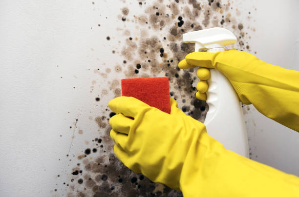 Best Mold Cleaning Services  in Wellington, CO