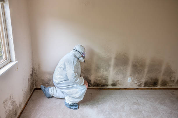 Trusted Wellington, CO Mold Removal Experts