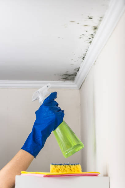 Best Toxic Mold Removal  in Wellington, CO