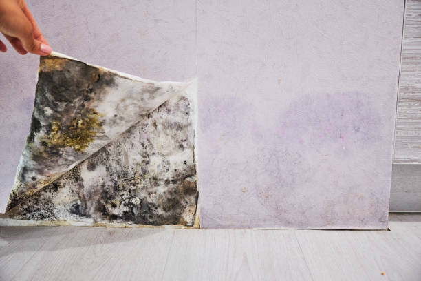 Best Office Mold Removal Services  in Wellington, CO